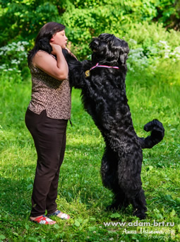 Adam Racy Style CZARSKAYA OSOBA - THE BEST PUPPY OF THE ALL-RUSSIAN DOG SHOW, BIS PUPPY!