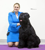 Adam Racy Style CZARSKAYA OSOBA - THE BEST JUNIOR  BITCH OF BREED! THE JUNIOR CHAMPION OF RUSSIA!
