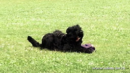 Adam Racy Style CZARSKAYA OSOBA (MICHEL) - RUSSIAN FULL GENERAL DOGS TRAINING COURSE, OKD RKF NORM,  FIRST DEGREE!