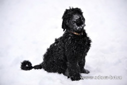 Adam Racy Style CZARSELAVNA - 3 months, with family and friends!