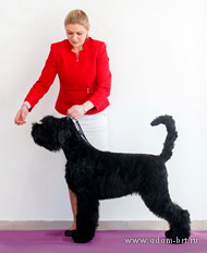 Adam Racy Style CZARITSA BOGOV - BEST BABY OF RUSSIAN BLACK TERRIER BREED!