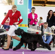 Adam Racy Style CZARITSA BOGOV - BEST BABY OF RUSSIAN BLACK TERRIER BREED!