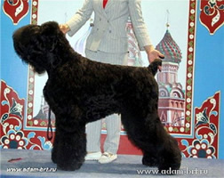 Adam Racy Style DAVID