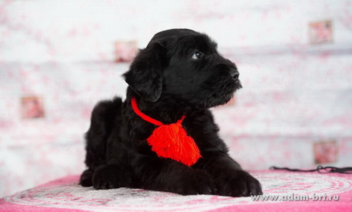 Adam Racy Style B-LITTER - HAPPY BIRTHDAY DARLING! ARS KLASSIKA and MITAY s ZG - HAPPY BIRTHDAY DEARS!