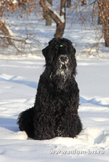 The Russian Black Terrier - BORESLAVA LUBOV ADAMA! International BRT Professinal Kennel - ADAM RACY STYLE