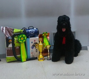 Adam Racy Style DALLAS - BEST OF BREED!!!