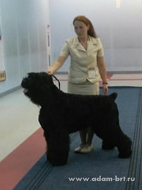 Adam Racy Style DALLAS - BEST OF BREED!!!