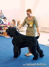Adam Racy Style DALLAS - CANDIDATE TO 2  CHAMPION OF BLACK RUSSIAN TERRIER CLUB!