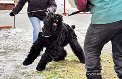 Adam Racy Style DAILY ROSE at ZKS guarding training!