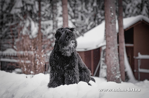 Adam Racy Style   () -   !      !    !  !