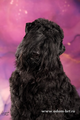 Adam Racy Style   -   !      !    !  !