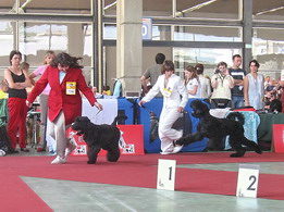 Moskvorechye ANTOSHKA SYN ADAMA