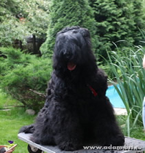 Adam Racy Style BERENIS - CHAMPION OF FEDERATION!!!