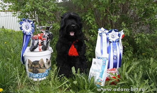 Adam Racy Style DALLAS - BEST OF BREED!!!