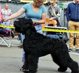 Adam Racy Style EVKLID