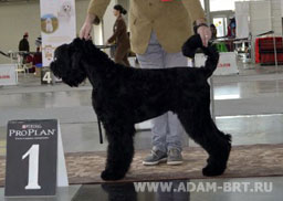 ADAM RACY STYLE BERENIS - THE BEST JUNIOR OF BREED