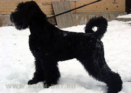 ADAM RACY STYLE BERENIS - THE BEST JUNIOR OF BREED