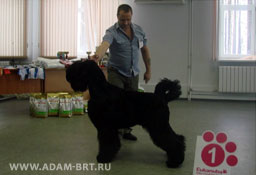 ADAM RACY STYLE BERENIS - THE BEST JUNIOR OF BREED