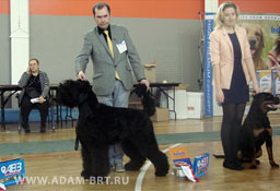 ADAM RACY STYLE BERENIS - THE BEST JUNIOR OF BREED