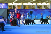 ADAM RACY STYLE KENNEL  BRT BREED PRESENTATION ON EURASIA INTERNATIONAL DOG SHOW!