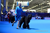 Adam Racy Style HARTIYA  JUNIOR BEST FEMALE OF BREED, JUNIOR WINNER OF EURASIA!