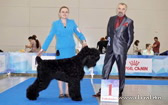 Adam Racy Style HARVARD  JUNIOR  BEST OF BRT BREED, JUNIOR WINNER OF EURASIA!