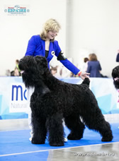 Adam Racy Style RYTSAR SVETA - ABSOLUTE CHAMPION OF EURASIA, THE WINNER OF RUSSIAN CYNOLOGICAL FEDERATION RKF CUP!