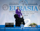 Adam Racy Style RYTSAR SVETA - ABSOLUTE CHAMPION OF EURASIA, THE WINNER OF RUSSIAN CYNOLOGICAL FEDERATION RKF CUP!