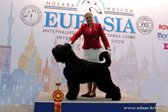 Adam Racy Style ROSSIYA VELIKAYA (RUSI) - BEST OF BRT BREED, THE WINNERS OF EURASIA RUSSIAN CYNOLOGICAL FEDERATION RKF CUP!
