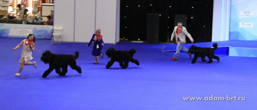 ADAM RACY STYLE - BEST KENNEL!