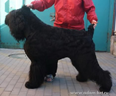 Mother - Adam Racy Ctyle DELIZ