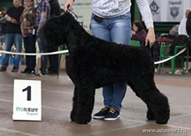 Mother - Adam Racy Style DELIZ