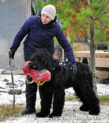 Adam Racy Style FORSAZH - BRT protection training!