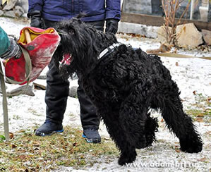 Adam Racy Style FORSAZH - BRT protection training!