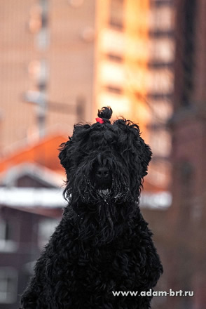 Adam Racy Style  -   !      !