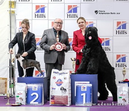 Adam Racy Style HARVARD - THE BEST JUNIOR OF THE BIG MOSCOW MONOBREED FESTIVAL!