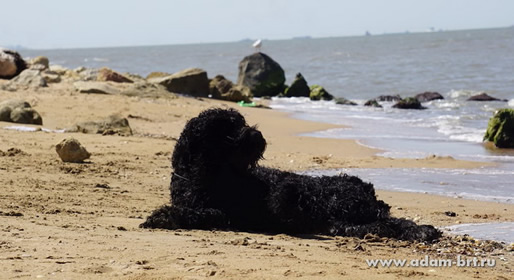 Adam Racy Style HARVARD - THE BEST JUNIOR OF THE BIG MONOBREEDS MOSCOW FESTIVAL!