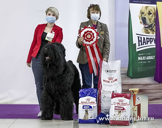 Adam Racy Style  () -    ! BEST DOG IN GROUP!