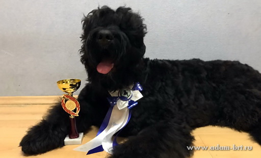 Adam Racy Style HARWARD - BEST PUPPY MALE OF BLACK RUSSIAN TERRIER INTERNATIONAL BREED CLUB!