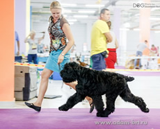 Adam Racy Style HARWARD - BEST PUPPY OF BREED!!!