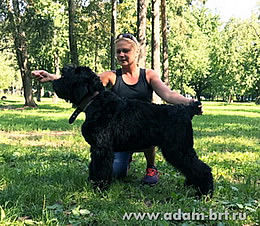 Adam Racy Style HARWARD