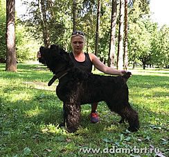 Adam Racy Style HARWARD