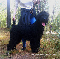 HATI - BEST PUPPI OF BREED!