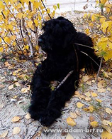 HATI - BEST PUPPI OF BREED!