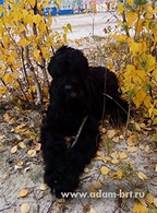 HATI - BEST PUPPI OF BREED!