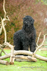 Adam Racy Style IGOR - CHAMPION OF COUNTRIES SOUTH AND LATIN AMERICA!