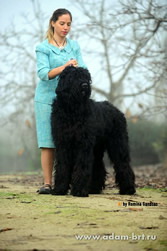 Adam Racy Style IGOR - CHAMPION OF COUNTRIES SOUTH AND LATIN AMERICA!