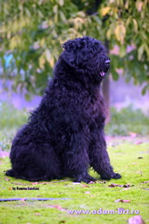 Adam Racy Style IGOR - CHAMPION OF COUNTRIES SOUTH AND LATIN AMERICA!