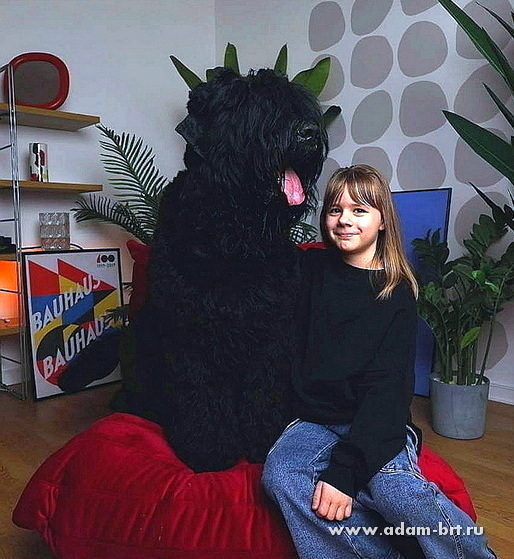 Adam Racy Style IMPERATOR -      !