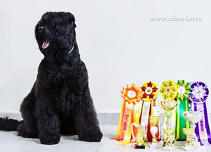 Adam Racy Style IZABEL - CHAMPION OF TWO CYNOLOGICAL FEDERATION!